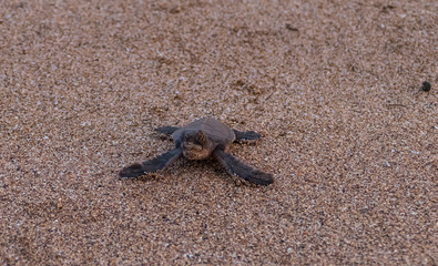 Hatched baby green sea turtle in the sand on its way into the pacific ocean costa rica