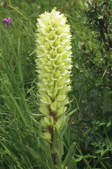 Gewöhnliche Strauß- Glockenblume, Campanula thyrsoides ssp. thyrsoides