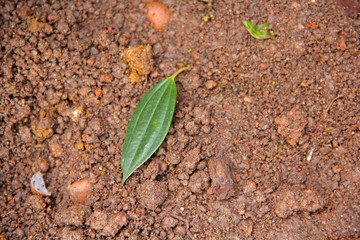 Leaf