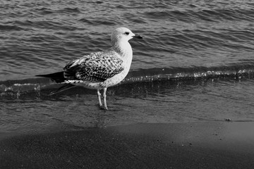 seagull on beach