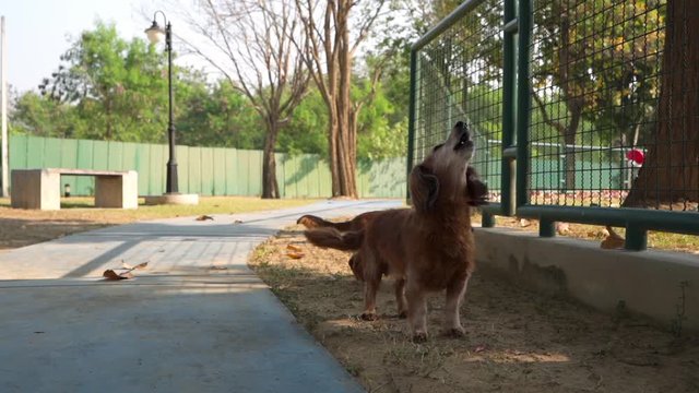 Barking cute little Dachshund Dog at park.