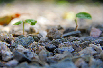 Plants