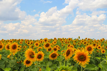 Huge yellow agricultural field with sunflowers. Flowers on the field are visible to the horizon. Mid summer. White clouds runs across the blue sky. Theme of summer and agriculture.