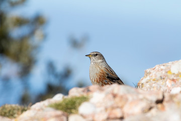Close up of a small bird