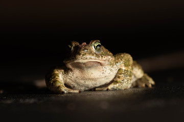 frog on black background