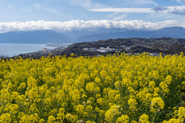 ナノハナの後ろに海と街／吾妻山公園