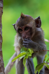 Naklejka na ściany i meble Monkey in Thailand