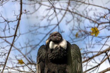 Condor des Andes, Amérique du Sud, Zoo de Granby, Québec Canada