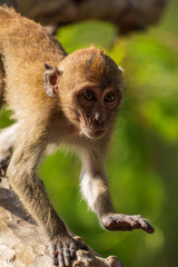 Monkey in Thailand