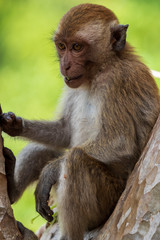 Monkey in Thailand