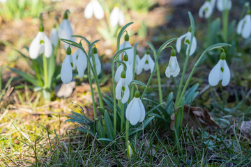 Snowdrop spring flowers in a clearing in the forest. Snowdrop -symbol of spring. Galanthus, snowdrop, Galanthus nivalis. Closeup, soft focus
