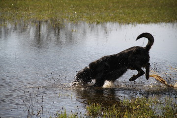 Beauceron dog having fun in puddles in the meadow