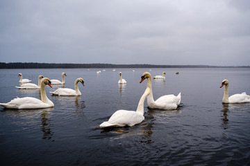 large flock of white swans swimming in lake