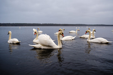 large flock of white swans swimming in lake