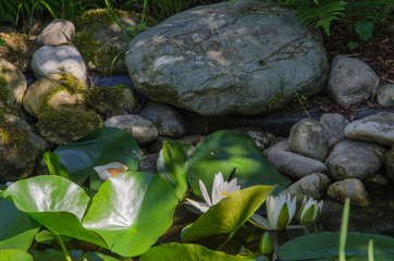 Seerosenteich