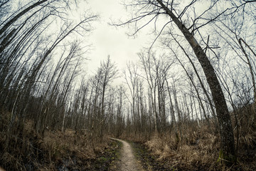 Naklejka premium empty dirty gravel dirt road in forest