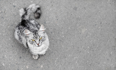 Grey tabby cat on asphalt background. Animal looking at the camera. Shallow depth of field. Selective focus.