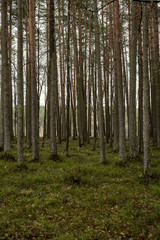 Fototapeta na wymiar beautiful clean spruce tree evergreen forest park