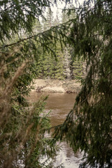 picturesque river in forest in autumn