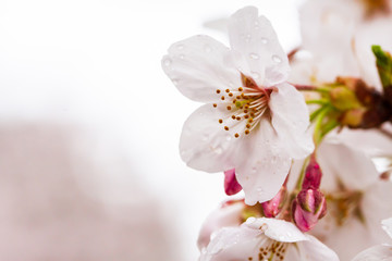A Spring Symphony: Sakura with rain drop