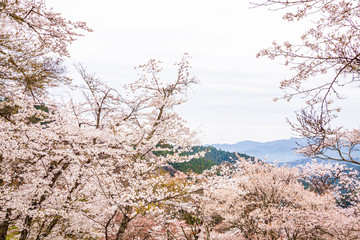 Naklejka premium Cherry blossoms at Mount Yoshino