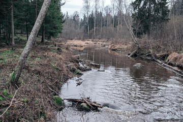picturesque river in forest in autumn