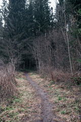 empty dirty gravel dirt road in forest