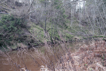 picturesque river in forest in autumn