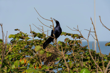 raven take care the nest