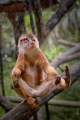 Javan brown langur monkey