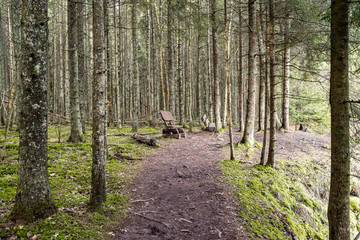 empty dirty gravel dirt road in forest
