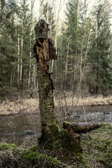 picturesque river in forest in autumn
