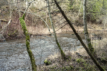 picturesque river in forest in autumn