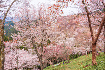 Thousand Trees of Cherry Blossoms at Mount Yoshino