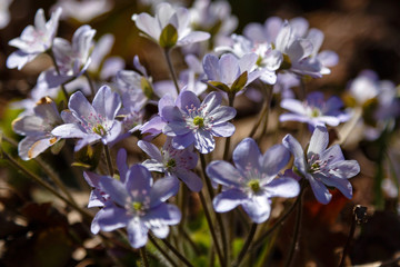 Early-flowering bulbous plants Hepatica with beautiful blue flowers. A beautiful spring flower, hepatica. Anemone hepatica . Hepatica nobilis in spirng garden