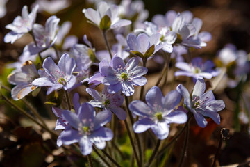 Early-flowering bulbous plants Hepatica with beautiful blue flowers. A beautiful spring flower, hepatica. Anemone hepatica . Hepatica nobilis in spirng garden