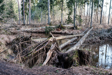 picturesque river in forest in autumn
