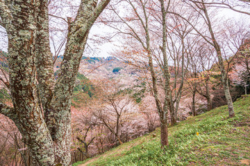 Thousand Trees of Cherry Blossoms at Mount Yoshino