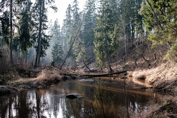 picturesque river in forest in autumn