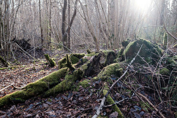 old dry tree trunk stomps laying in forest