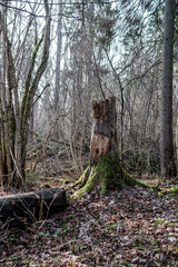 old dry tree trunk stomps laying in forest