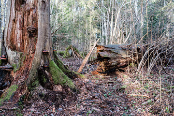 old dry tree trunk stomps laying in forest