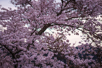 Cherry blossoms at Mount Yoshino (evening)