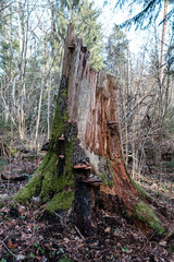old dry tree trunk stomps laying in forest