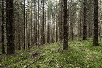 beautiful clean spruce tree evergreen forest park