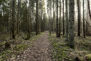 path in the forest