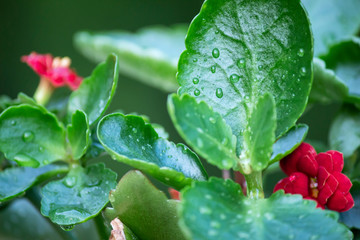 Green leaves of a red flower close up