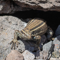 Boettger´s Lizard (Gallotia caesaris gomerae) near Valle Gran Rey on La Gomera Island, Canary Islands, Spain.