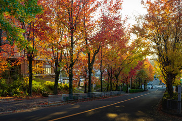 Obraz premium Trójkolorowa droga, jesienna sceneria amerykańskich drzew fu o zmierzchu