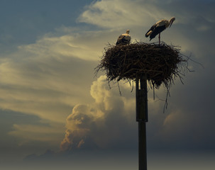 storks in nest at sunset